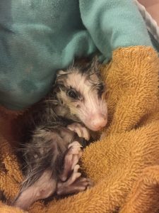 direct capture baby opossum